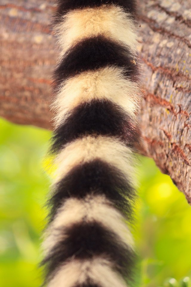 Cola del Ring Tail Lemur.