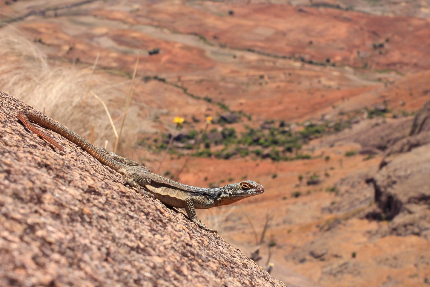 Lagartija en lo alto de las montañas de Andringitra.