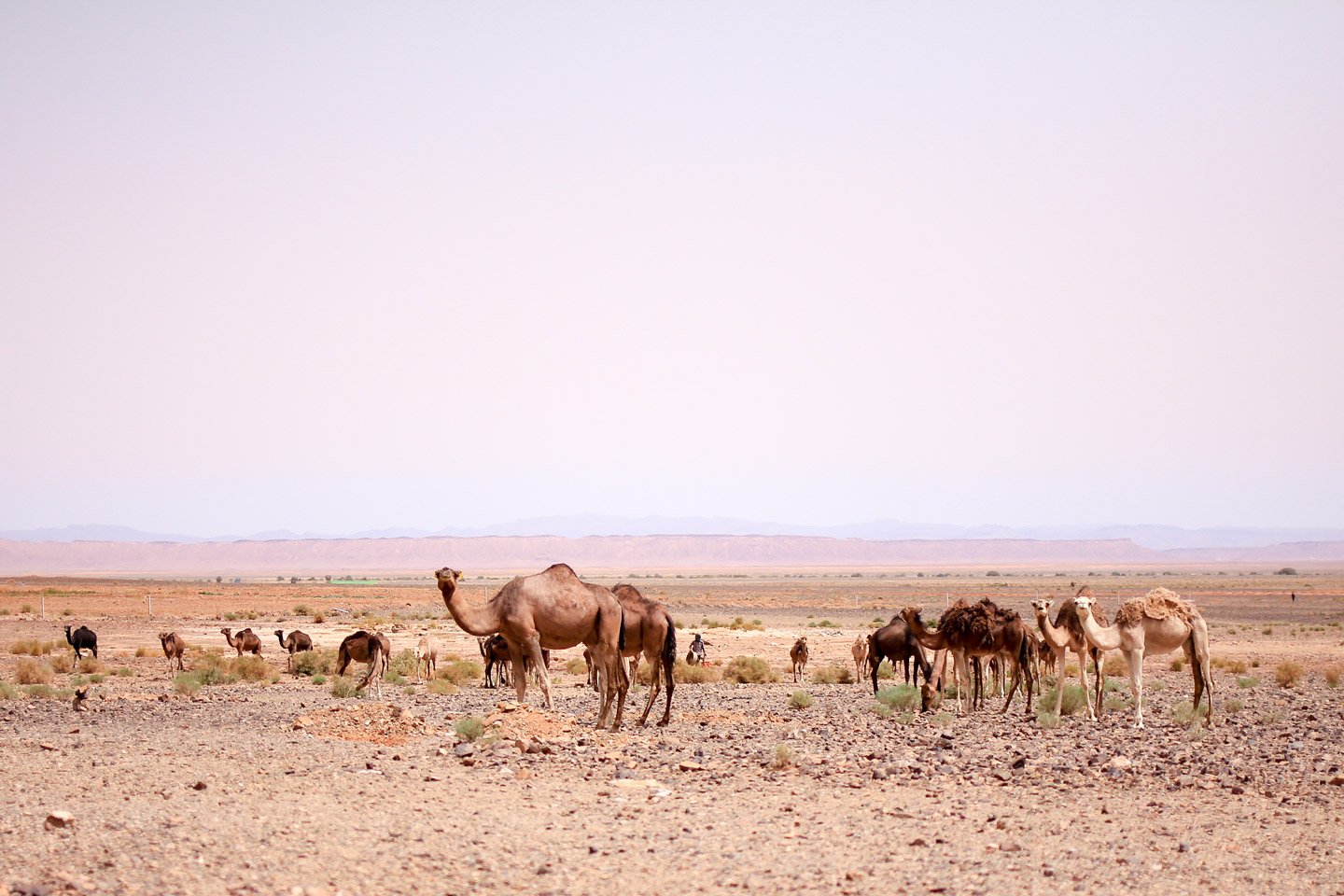 Dromedarios en el desierto de Marruecos.