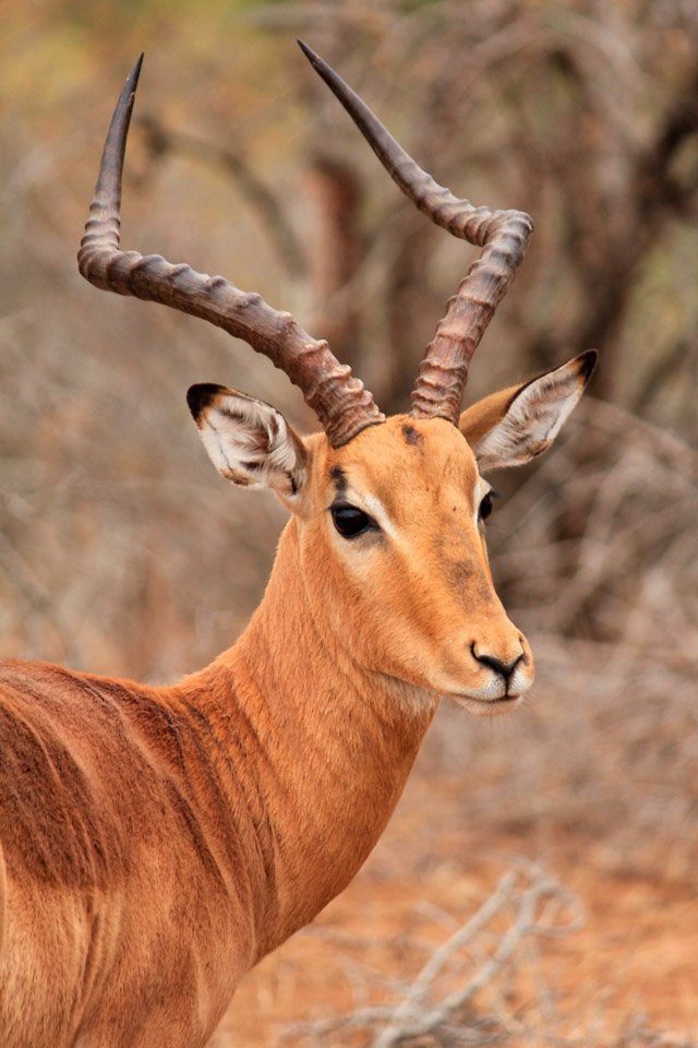 Impalas en el Parque Kruger.